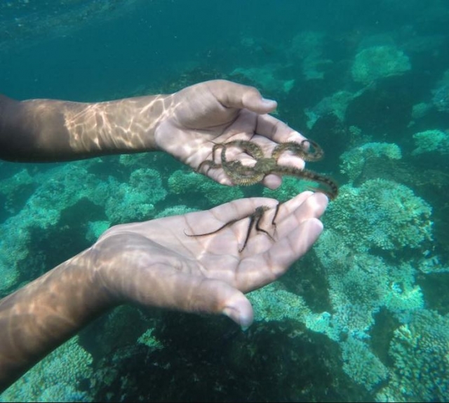  Découvrez la plongée Manzanillo 